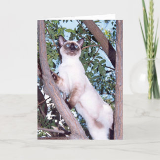 Siegel Point Siamese Grußkarte Karte