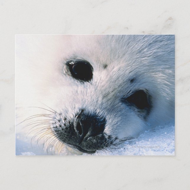Siegel Postkarte (Vorderseite)