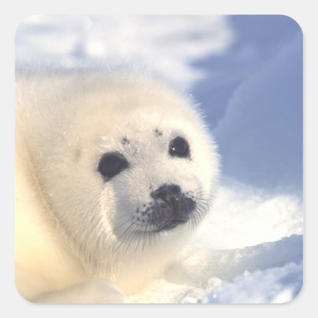 Siegel Pup Face Quadratischer Aufkleber (Vorderseite)