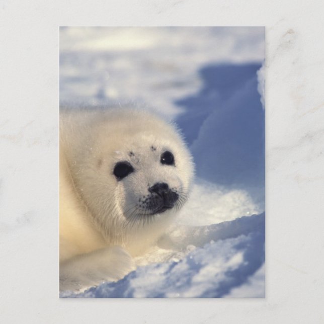 Siegel Pup Postkarte (Vorderseite)
