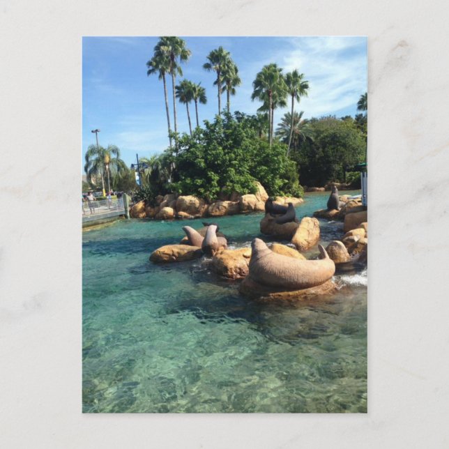 Siegel und Seelöwen Postkarte (Vorderseite)