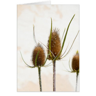 Siegelköpfe auf abstrakten