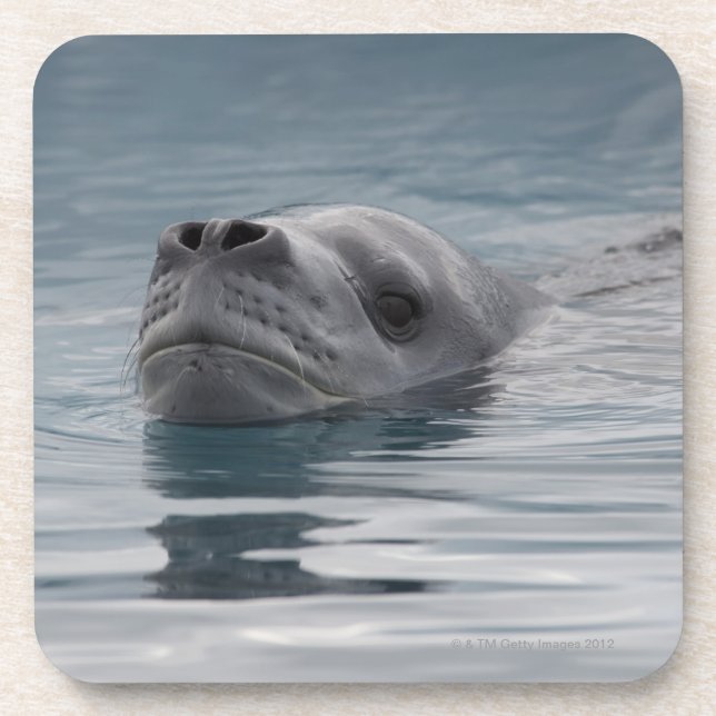 Siegelleopard, der schwimmt getränkeuntersetzer (Vorderseite)