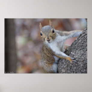 "Sieh mich an" Juvenile Eichhörnchen Print Poster