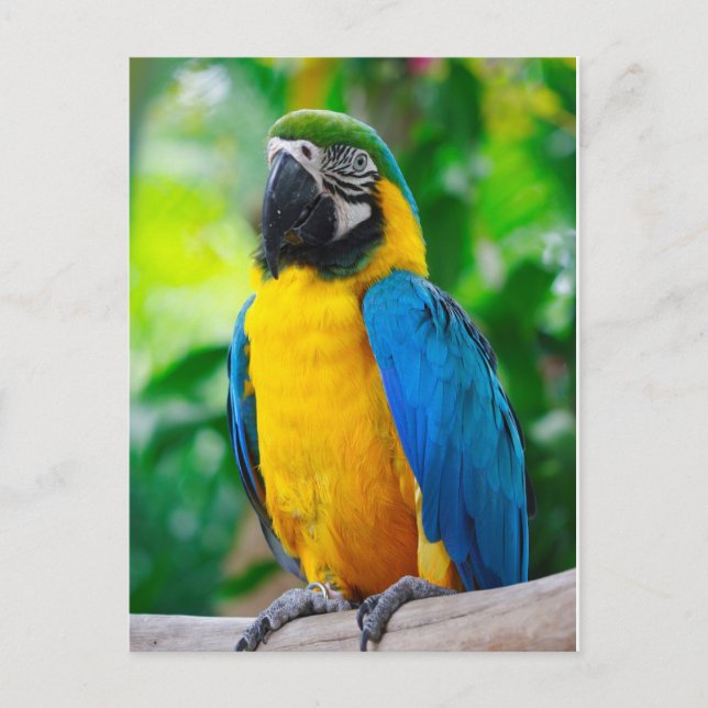 Sieh mich an postkarte (Vorderseite)