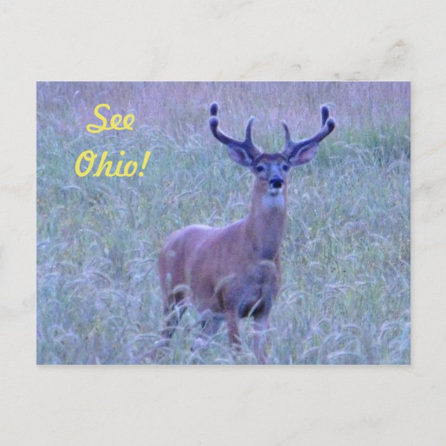 Siehe Ohio ! (Whitetail Buck) Postkarte (Vorderseite)
