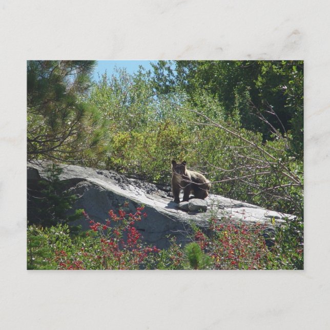 Sierra Bear Cub Postkarte (Vorderseite)