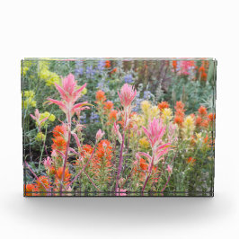 Sierra Buttermilch-Wildblumen Fotoblock