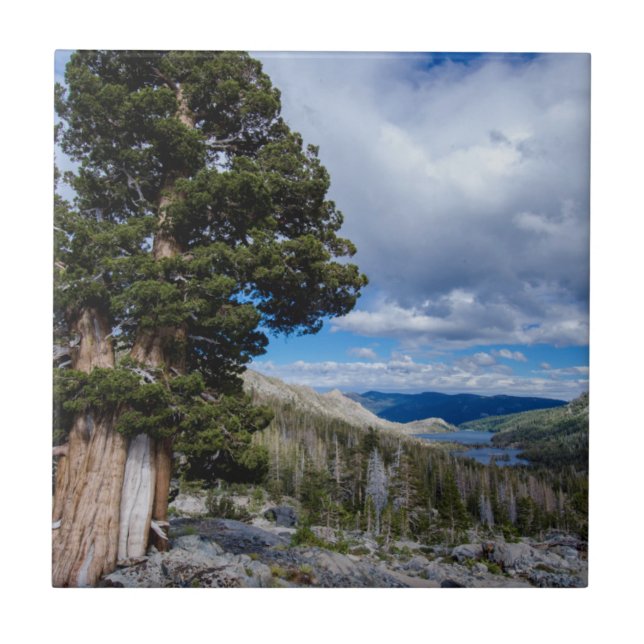 Sierra Juniper und Evergreen Trees 2 Fliese (Vorderseite)