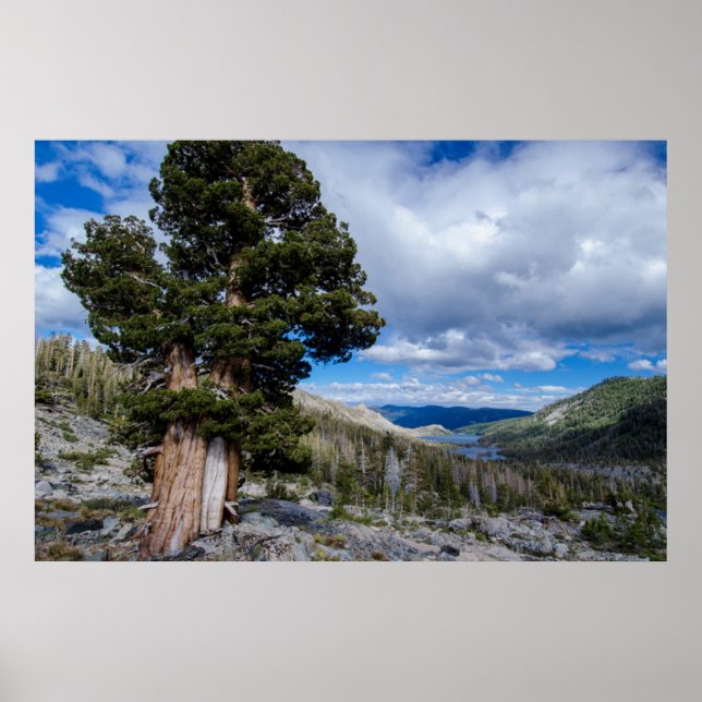 Sierra Juniper und Evergreen Trees 2 Poster (Vorne)