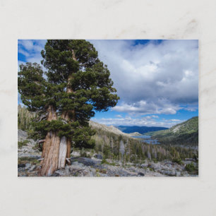 Sierra Juniper und Evergreen Trees 2 Postkarte
