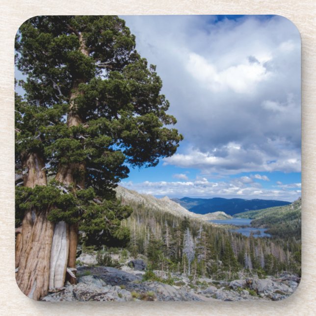Sierra Juniper und Evergreen Trees 2 Untersetzer (Vorderseite)