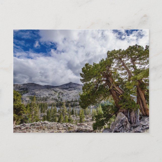 Sierra Juniper und Evergreen Trees Postkarte (Vorderseite)