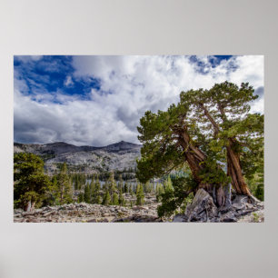 Sierra-Wacholder und immergrüne Bäume Poster