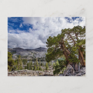 Sierra-Wacholder und immergrüne Bäume Postkarte