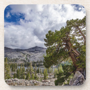 Sierra-Wacholder und immergrüne Bäume Untersetzer