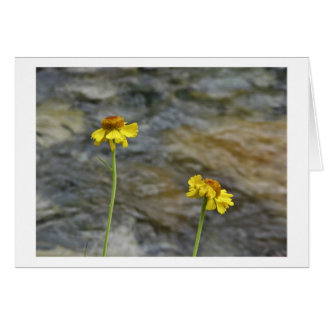 Sierra Wildblumen durch Holz-Nebenfluss