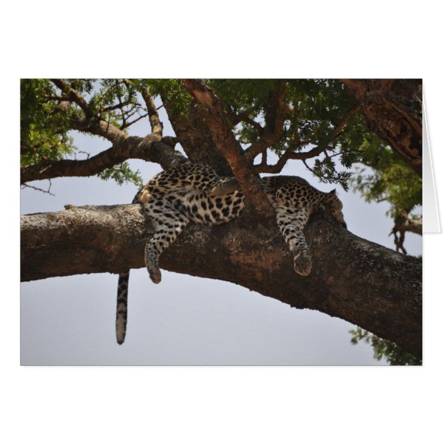 Siesta (Vorderseite (Horizontal))