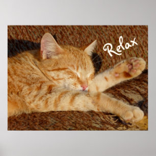 Siesta - Entspannende Katze Poster