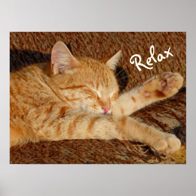 Siesta - Entspannende Katze Poster (Vorne)