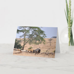 Siesta, Serengeti Karte