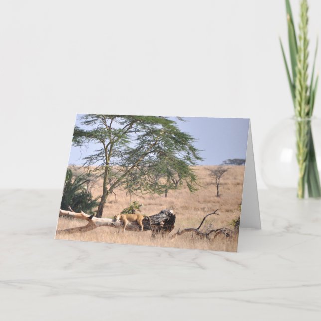 Siesta, Serengeti Karte (Vorderseite)