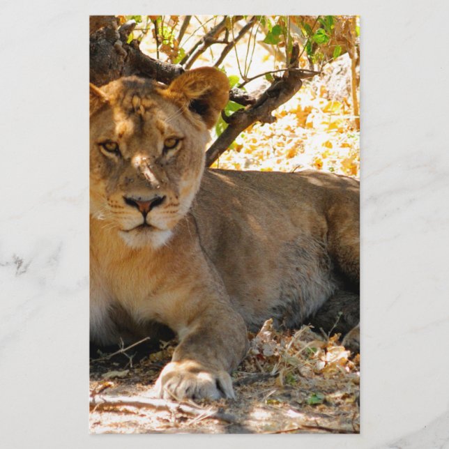 Siesta Time Briefpapier (Vorderseite)