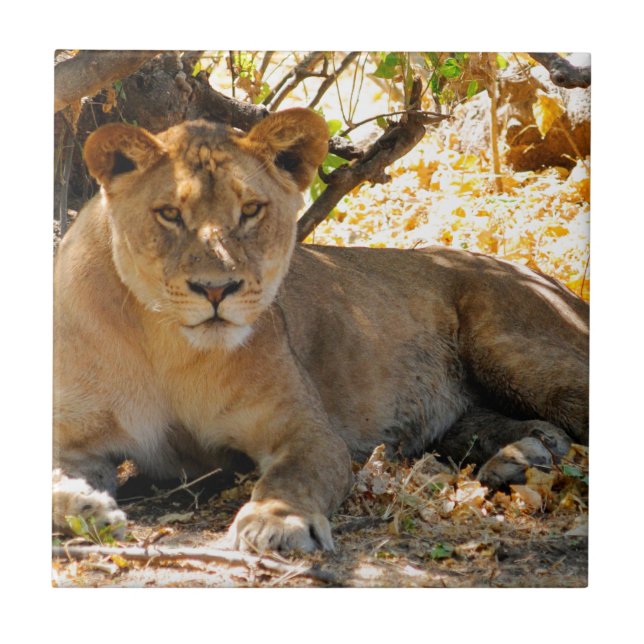 Siesta Time Fliese (Vorderseite)