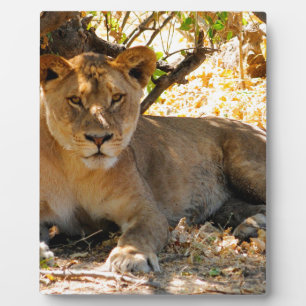 Siesta Time Fotoplatte