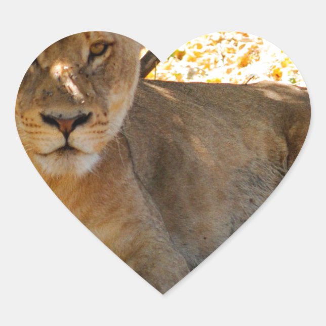 Siesta Time Herz-Aufkleber (Vorderseite)