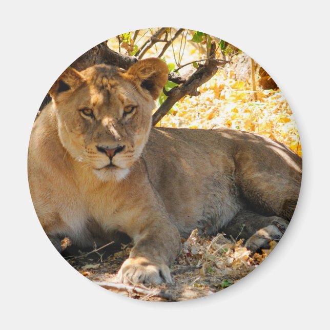 Siesta Time Magnet (Vorne)