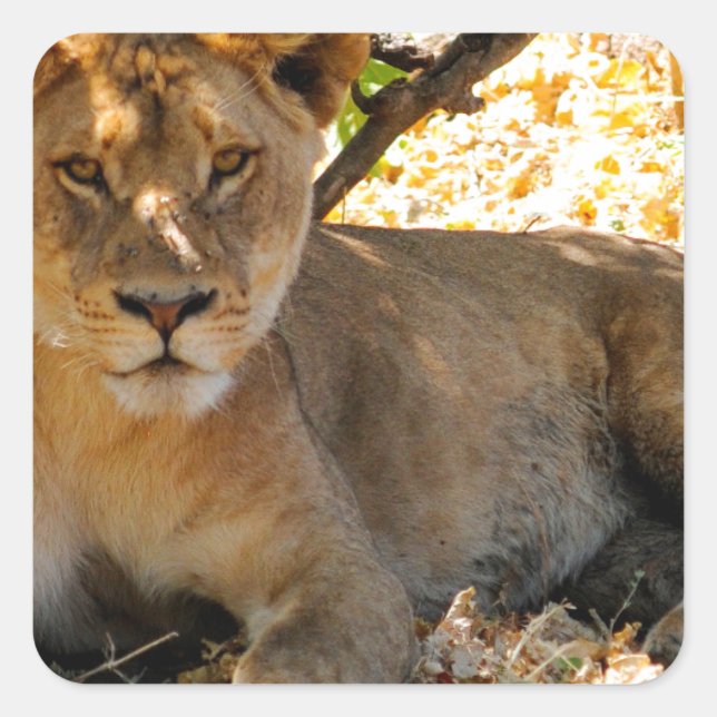 Siesta Time Quadratischer Aufkleber (Vorderseite)