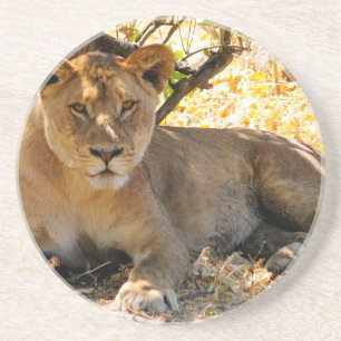 Siesta Time Sandstein Untersetzer