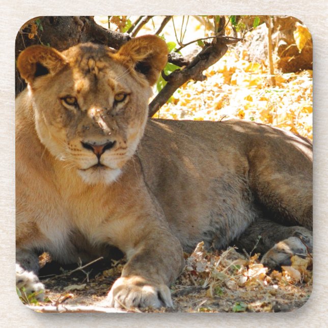 Siesta Time Untersetzer (Vorderseite)