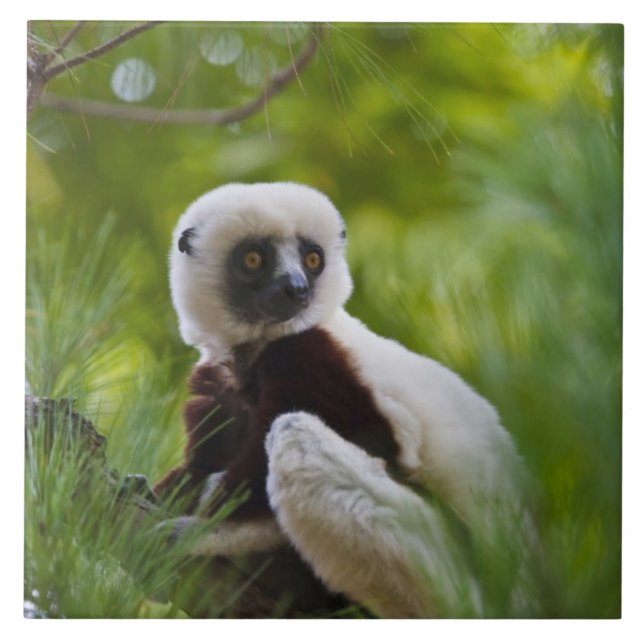 Sifaka des Coquerels im Wald 2 Fliese (Vorderseite)