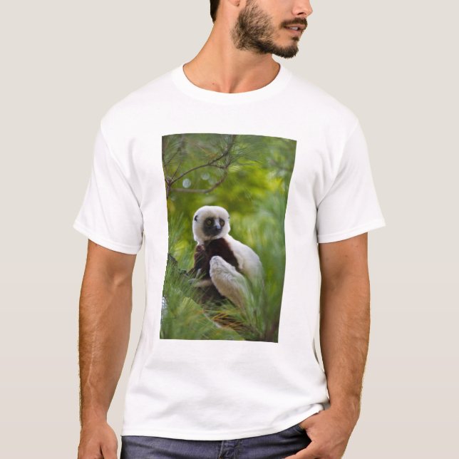 Sifaka des Coquerels im Wald 2 T-Shirt (Vorderseite)