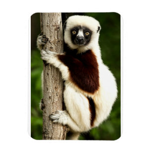 Sifaka Lemur im madagassischen Wald Magnet