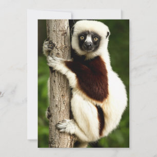 Sifaka Lemur im madagassischen Wald Mitteilungskarte