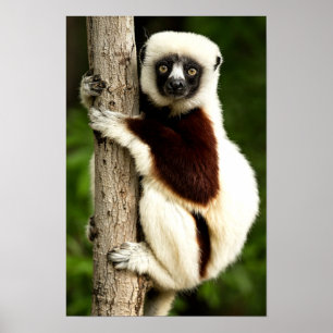 Sifaka Lemur im madagassischen Wald Poster