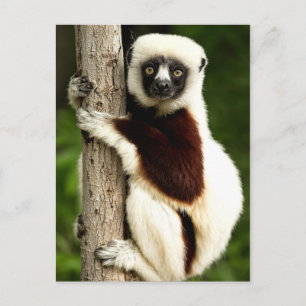 Sifaka Lemur im Wald von Madagaskar Postkarte