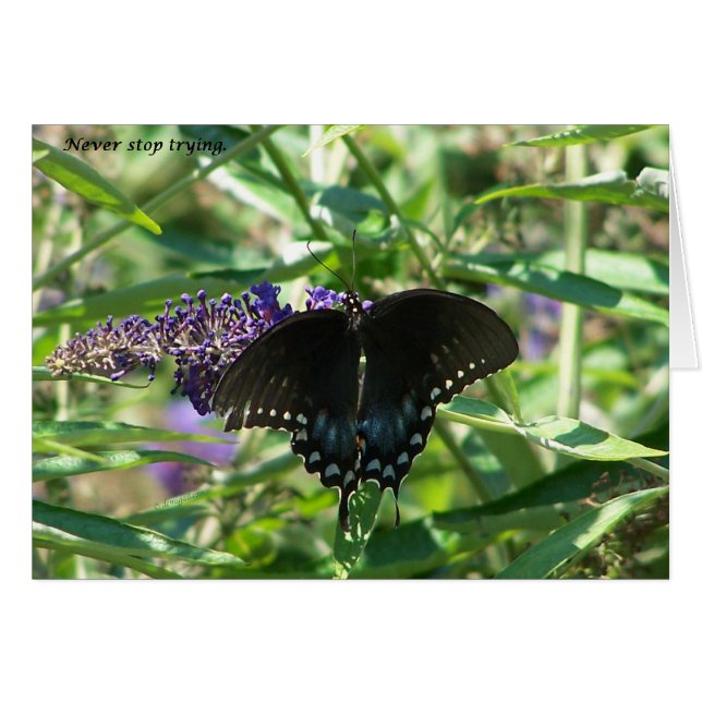sigh_spicebush_never_stop_1363x (Vorderseite (Horizontal))