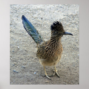 Signalton-SignaltonRoadrunner Poster