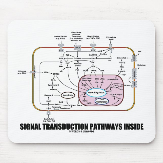 Signaltransductions-Bahn-Innere (Zellbiologie) Mousepad (Vorne)