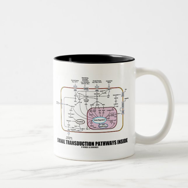 Signaltransductions-Bahn-Innere (Zellbiologie) Zweifarbige Tasse (Rechts)