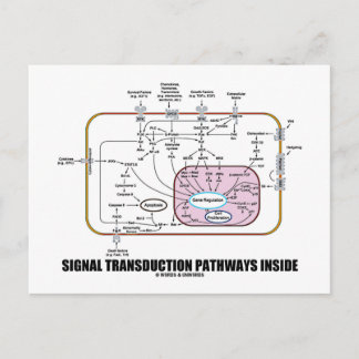 Signaltransduktionswege im Inneren (Zellbiologie) Postkarte