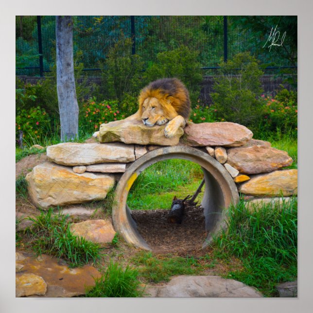 Signature Lion Poster (Vorne)