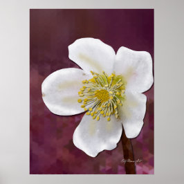 Signierter High-Poly-Winterrosen-Kunstdruck Poster