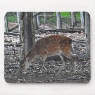 Sika Deer Buck Animal Wildlife Foto Mousepad