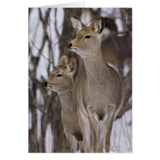 Sika Deer Doe and Young, Hokkaido, Japan (Vorne)