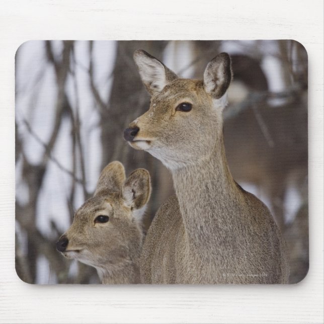 Sika Deer Doe and Young, Hokkaido, Japan Mousepad (Vorne)